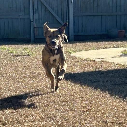 Enlarge Jack, a Adoptable Plott Hound in Enterprise, AL image 3/5