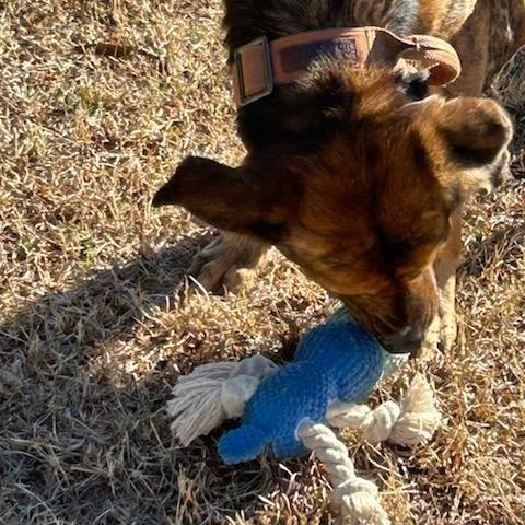 Enlarge Jack, a Adoptable Plott Hound in Enterprise, AL image 5/5