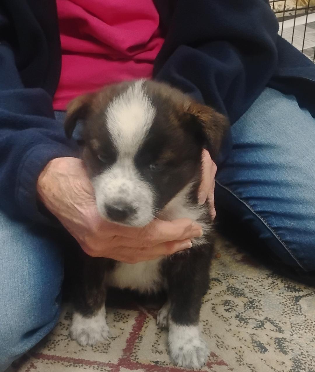 Choo choo, ADOPTABLE, Puppy Female Great Pyrenees & Australian Cattle Dog / Blue Heeler.