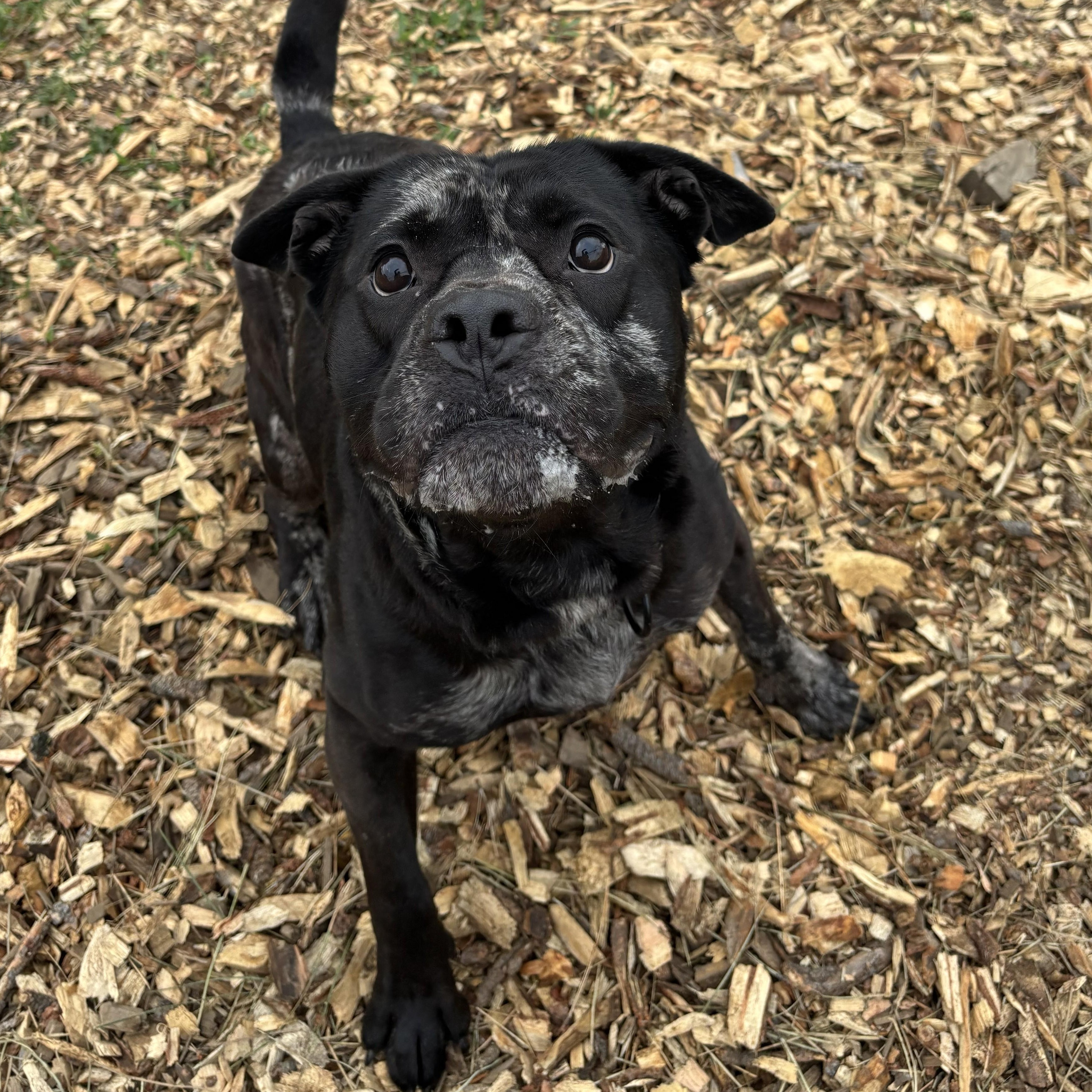 Enlarge Pud'n, a Adoptable mixed breed in The Dalles, OR image 3/5