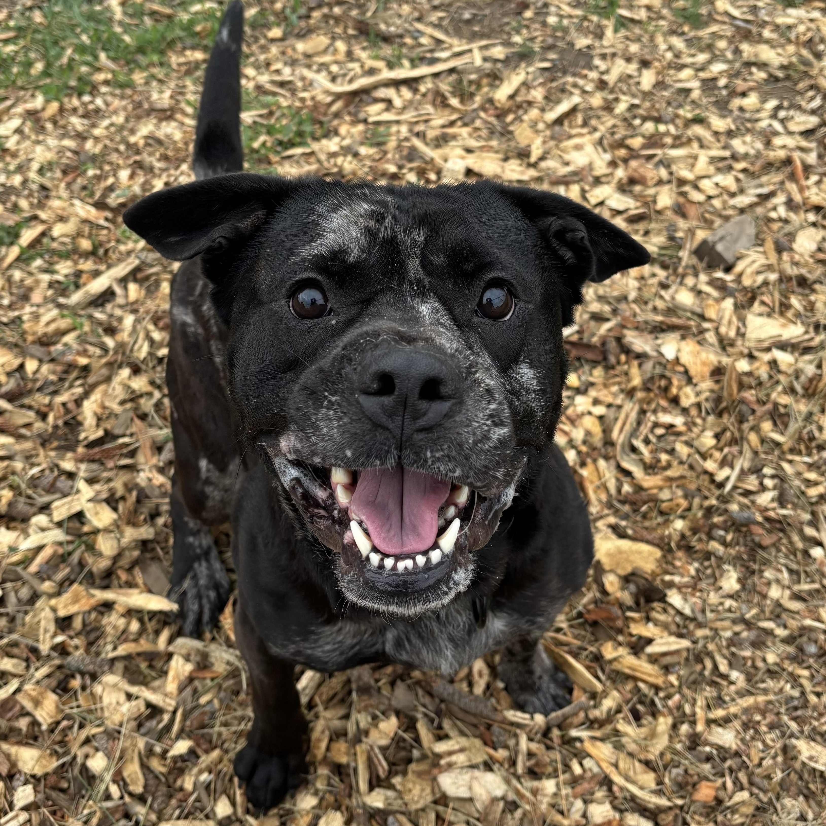 Enlarge Pud'n, a Adoptable mixed breed in The Dalles, OR image 4/5