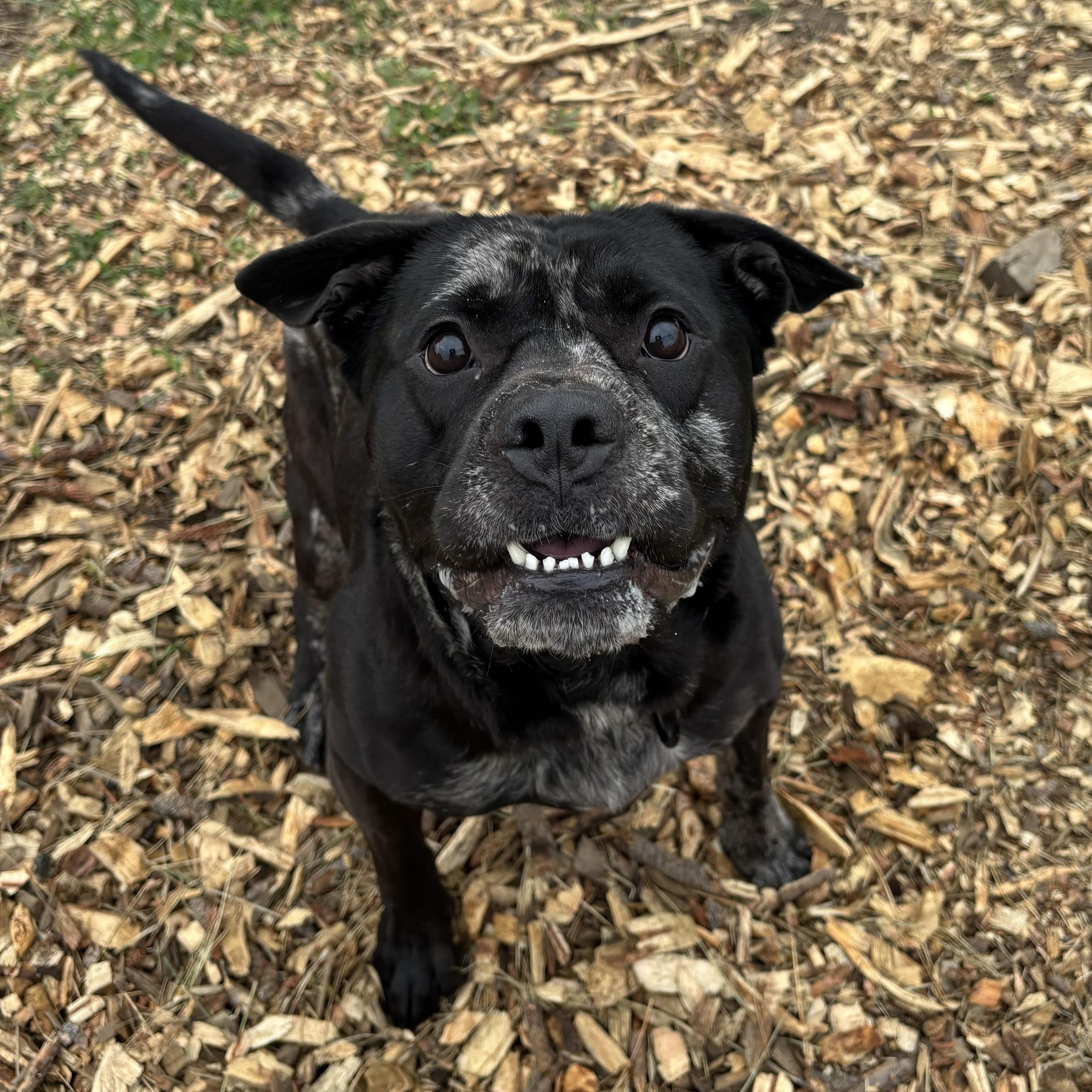 Enlarge Pud'n, a Adoptable mixed breed in The Dalles, OR image 2/5