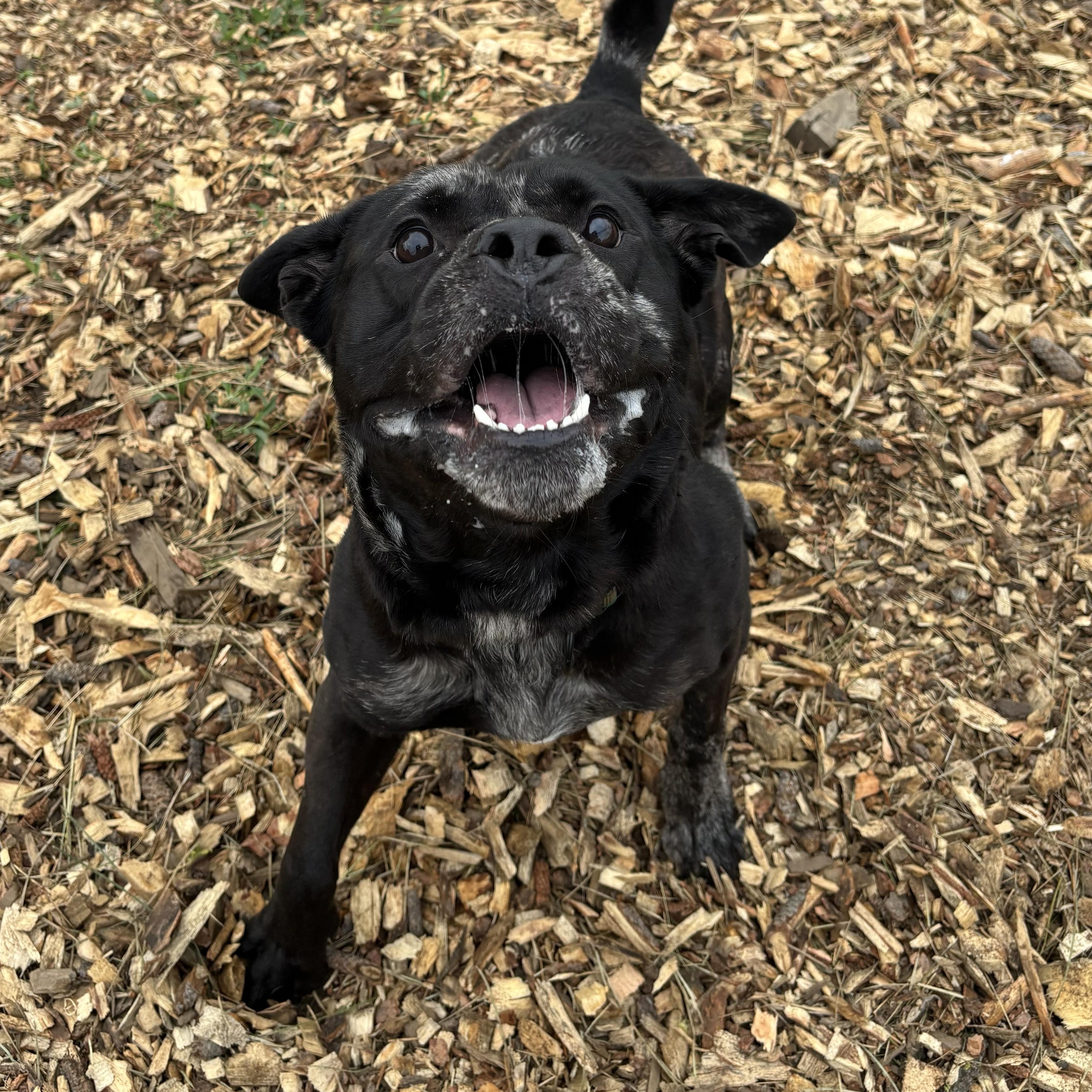 Enlarge Pud'n, a Adoptable mixed breed in The Dalles, OR image 5/5
