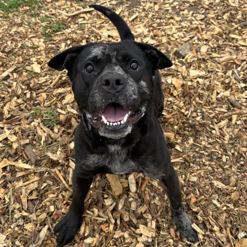 Pud'n, Adoptable, Adult Male American Bulldog.