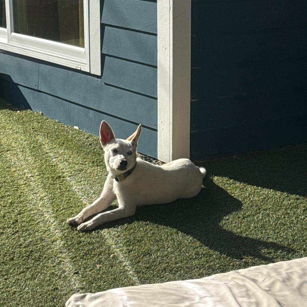 Stryker, Adoptable, Young Male Chihuahua.