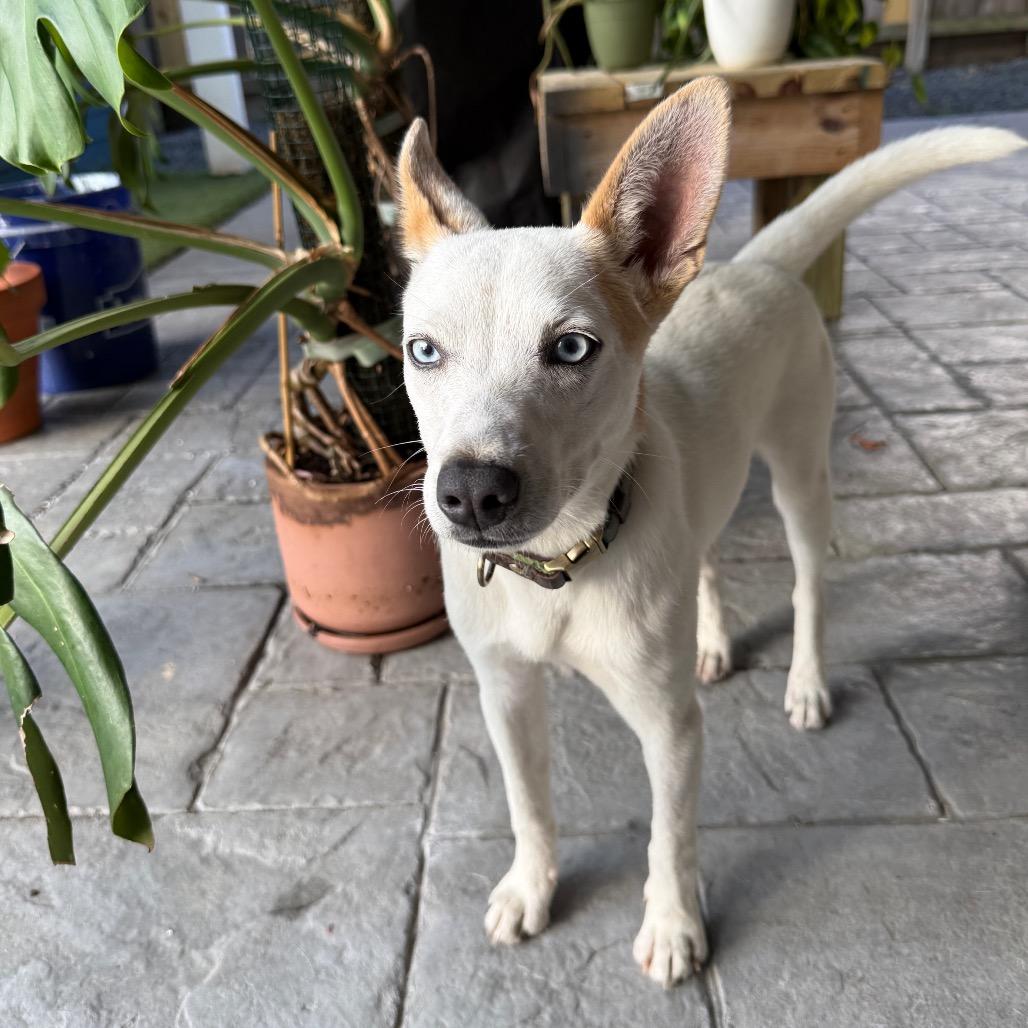 Stryker, Adoptable, Young Male Chihuahua.
