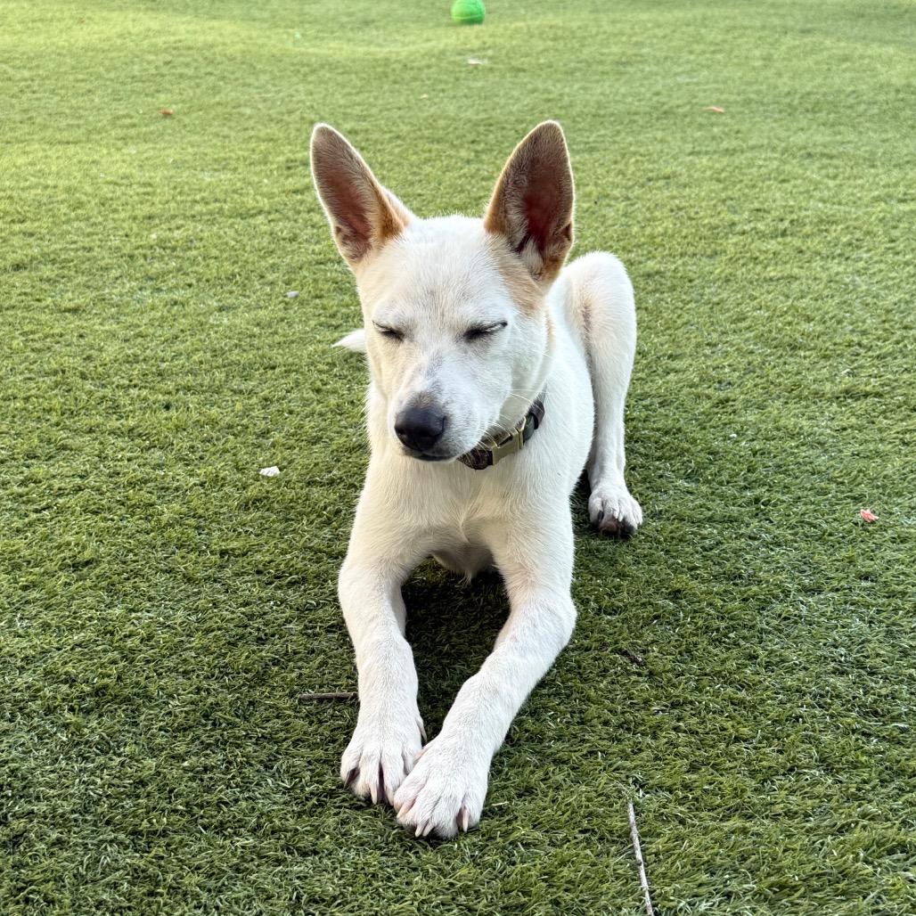 Enlarge Stryker, a Adoptable Chihuahua in Houston, TX image 3/6