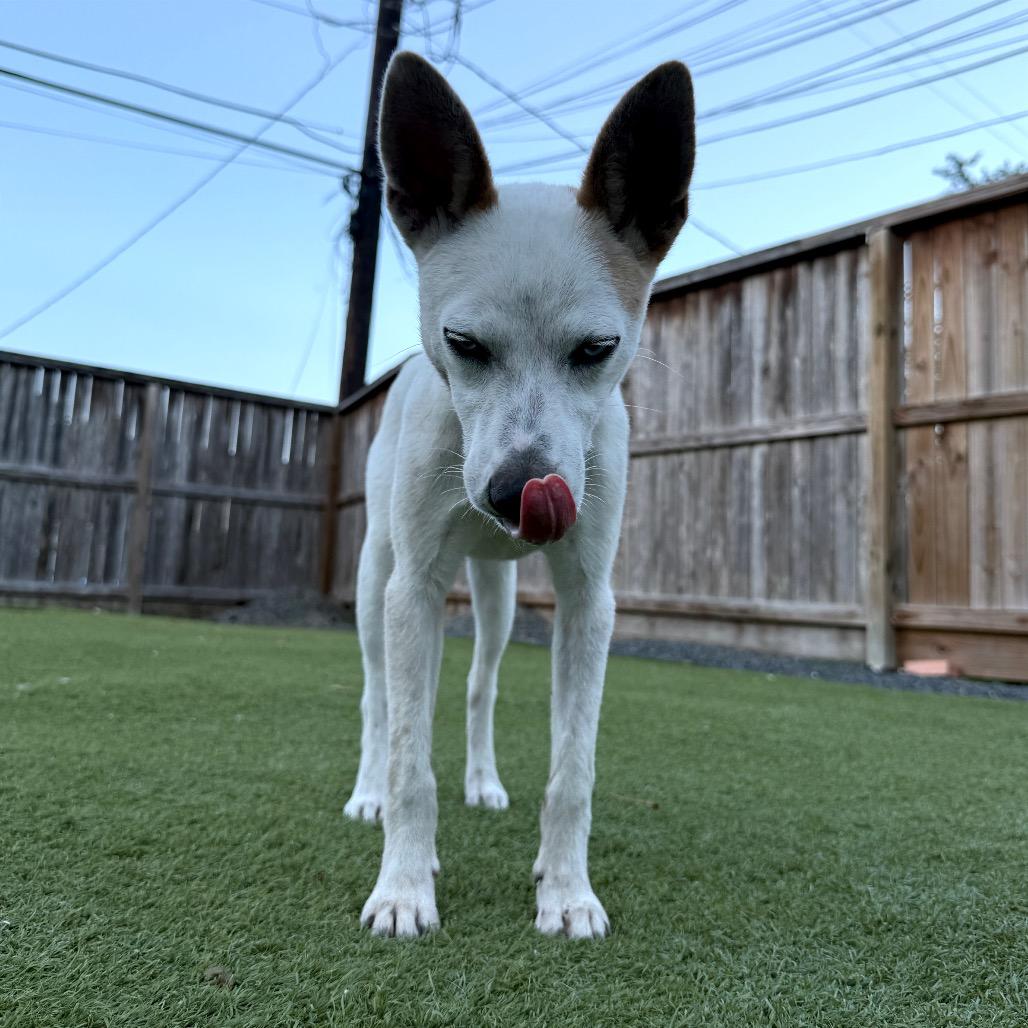 Enlarge Stryker, a Adoptable Chihuahua in Houston, TX image 5/6