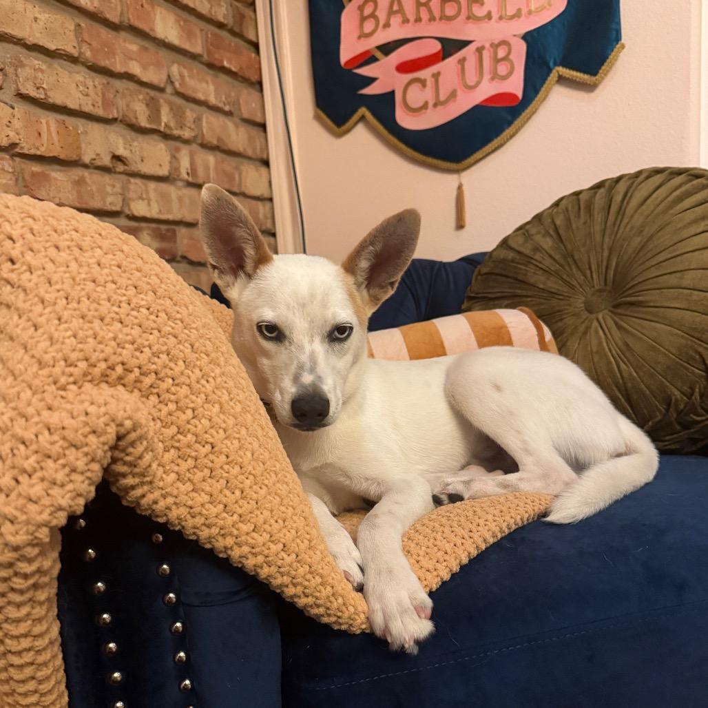 Stryker, a Adoptable Chihuahua in Houston, TX image 3/6