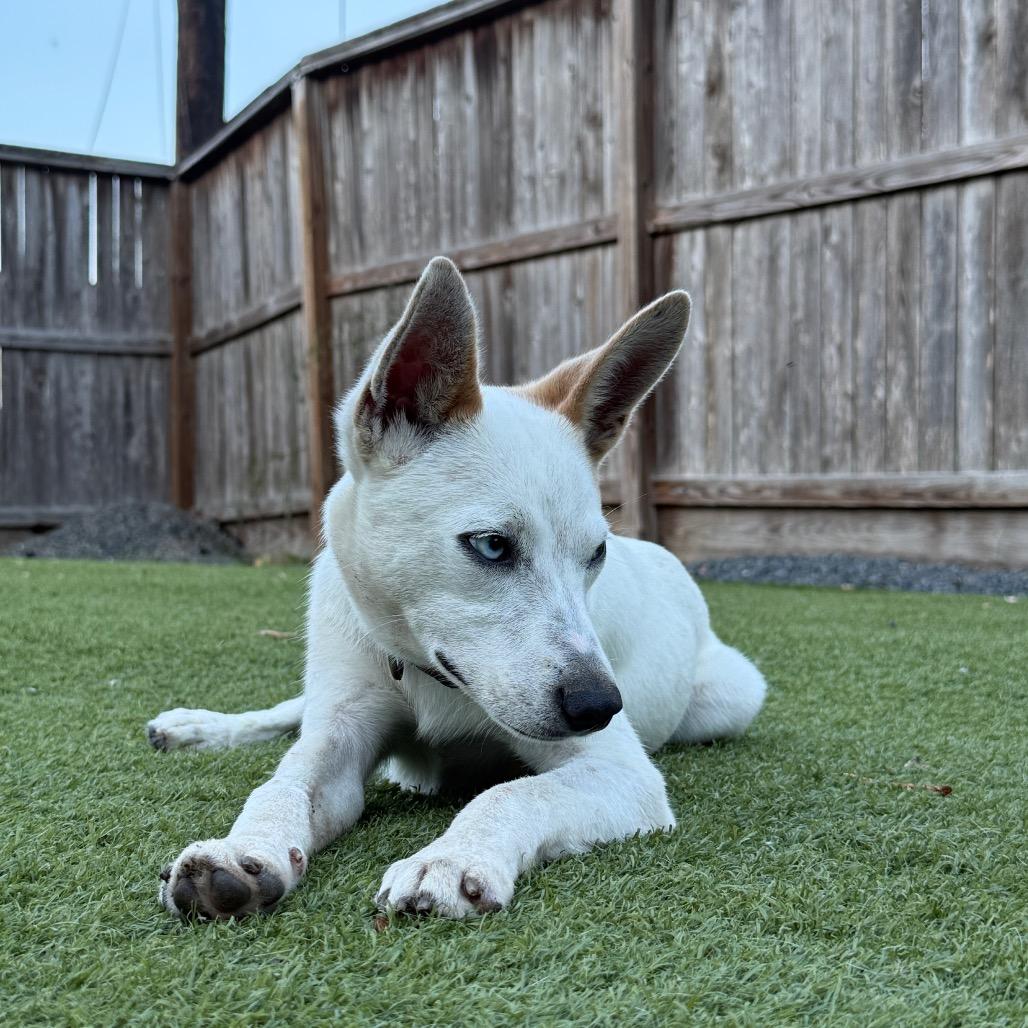 Stryker, a Adoptable Chihuahua in Houston, TX image 4/6