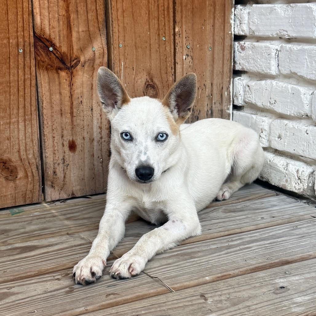 Enlarge Stryker, a Adoptable Chihuahua in Houston, TX image 6/6