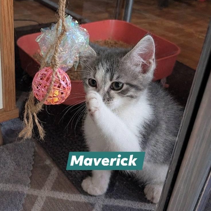Enlarge Maverick, a ADOPTABLE Domestic Short Hair in Mabank, TX image 1/1