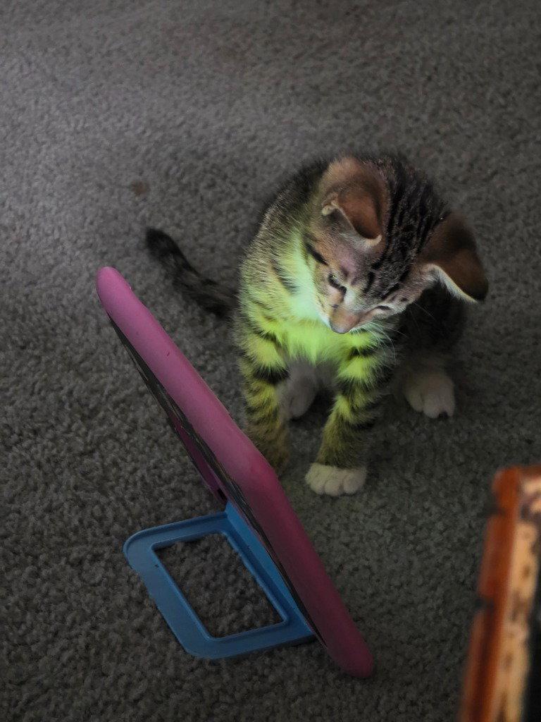 Daryl, Adoptable, Kitten Male Domestic Short Hair.