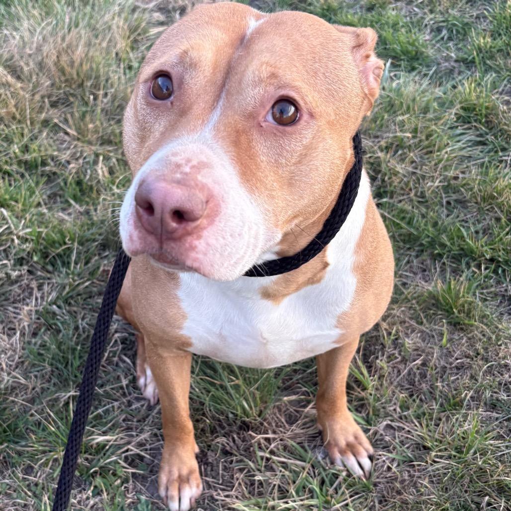 Enlarge Diamonds, a Adoptable Pit Bull Terrier in St Joseph, MO image 1/2