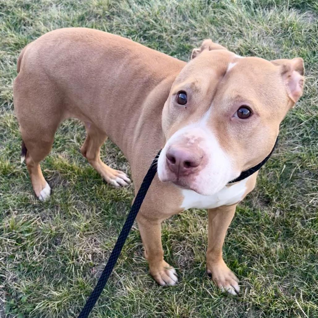 Enlarge Diamonds, a Adoptable Pit Bull Terrier in St Joseph, MO image 2/2
