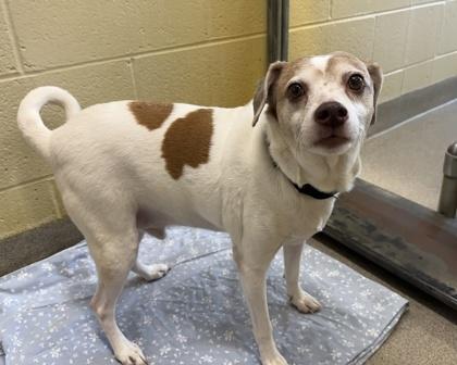 Buddy Holly — thumbnail 2