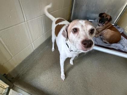 Buddy Holly — thumbnail 3