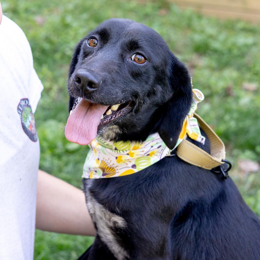 Gale (Female)   Avail  9/20