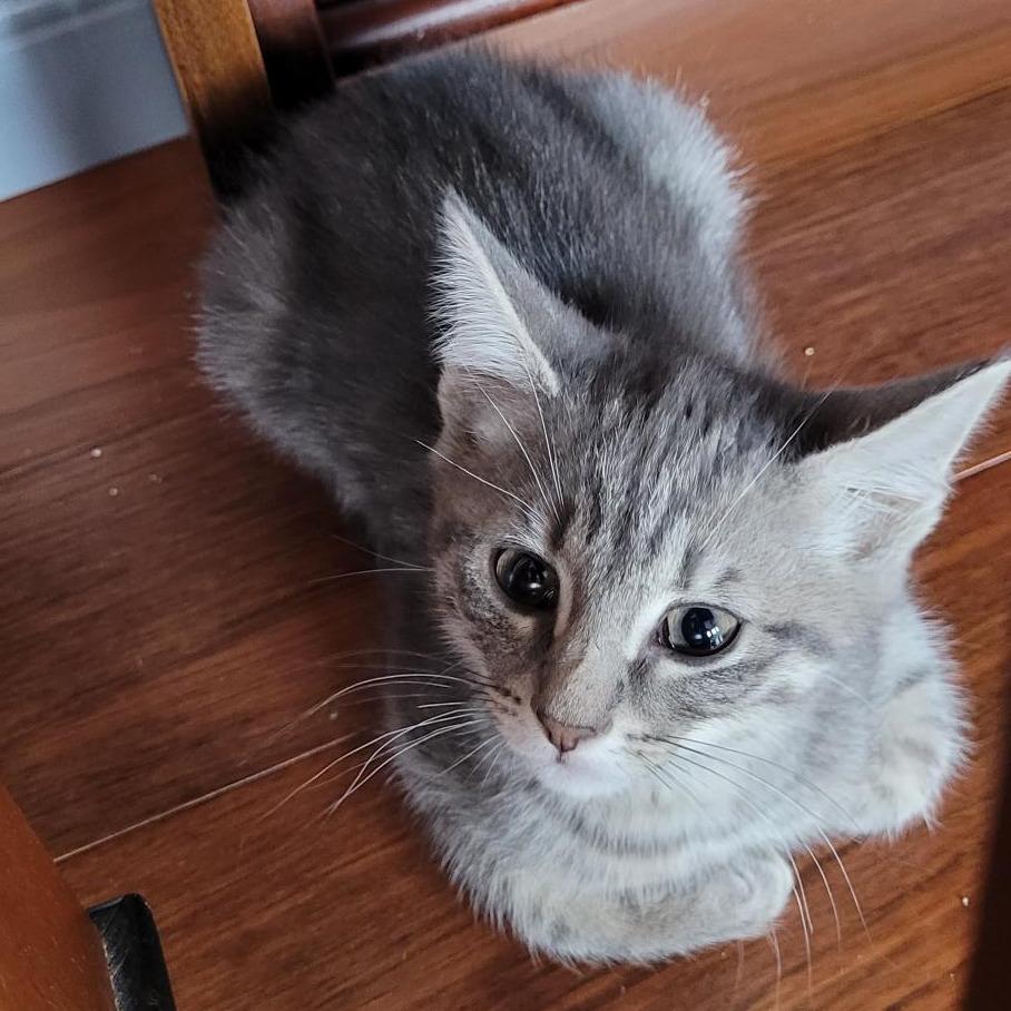 Lulu-Simi Valley, Adoptable, Young Female Domestic Short Hair.