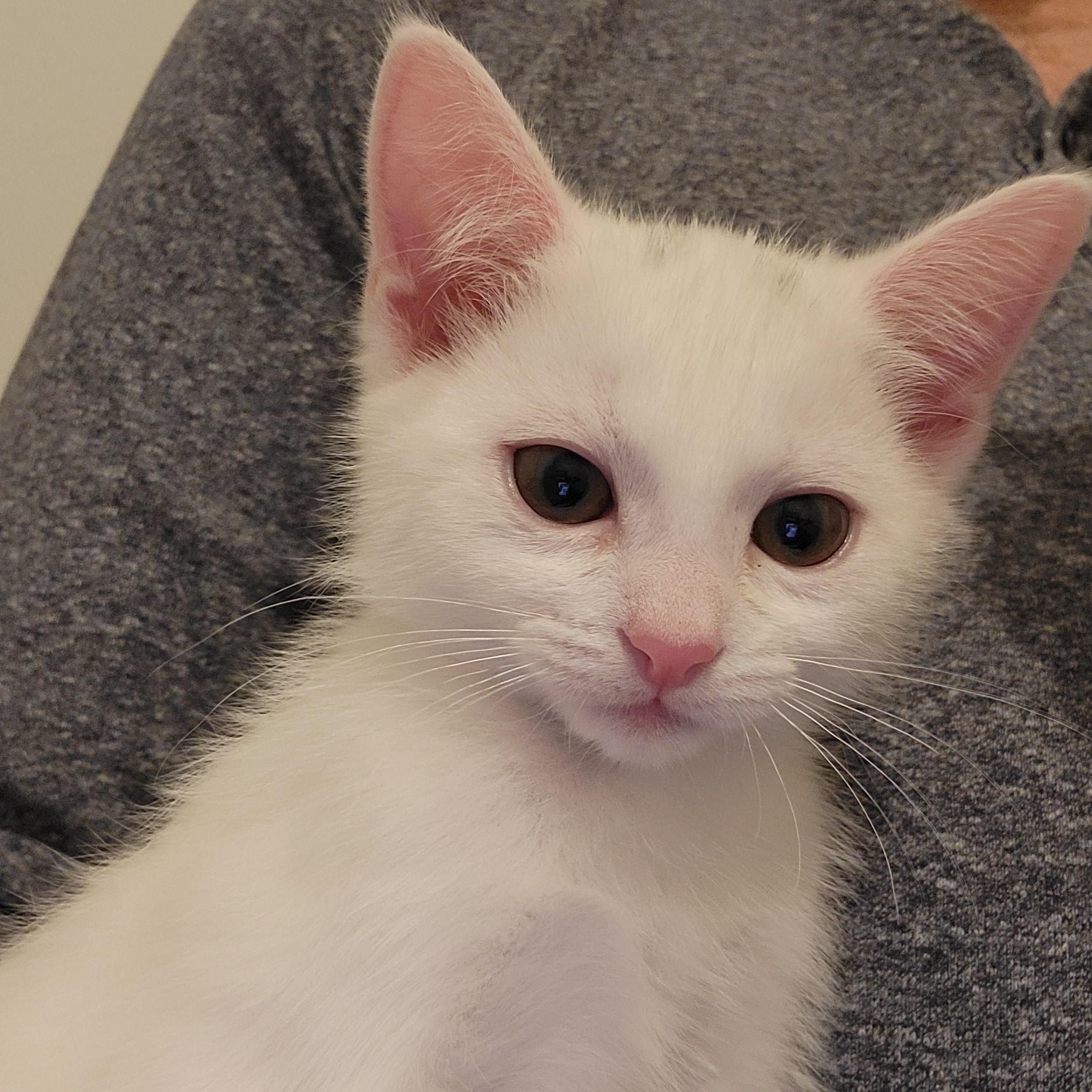 Dolby, an adopted Domestic Short Hair in Elk Grove, CA image 1/2