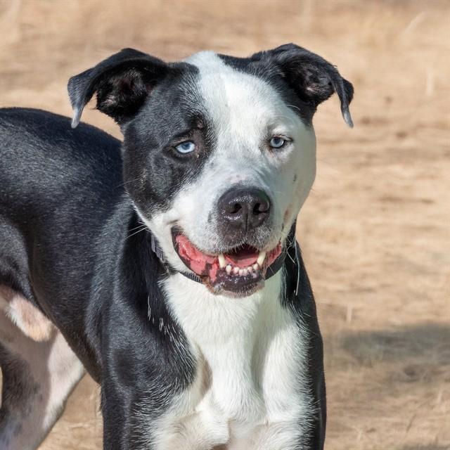 Enlarge OLLIE, a Adoptable mixed breed in Saint Louis, MO image 1/1