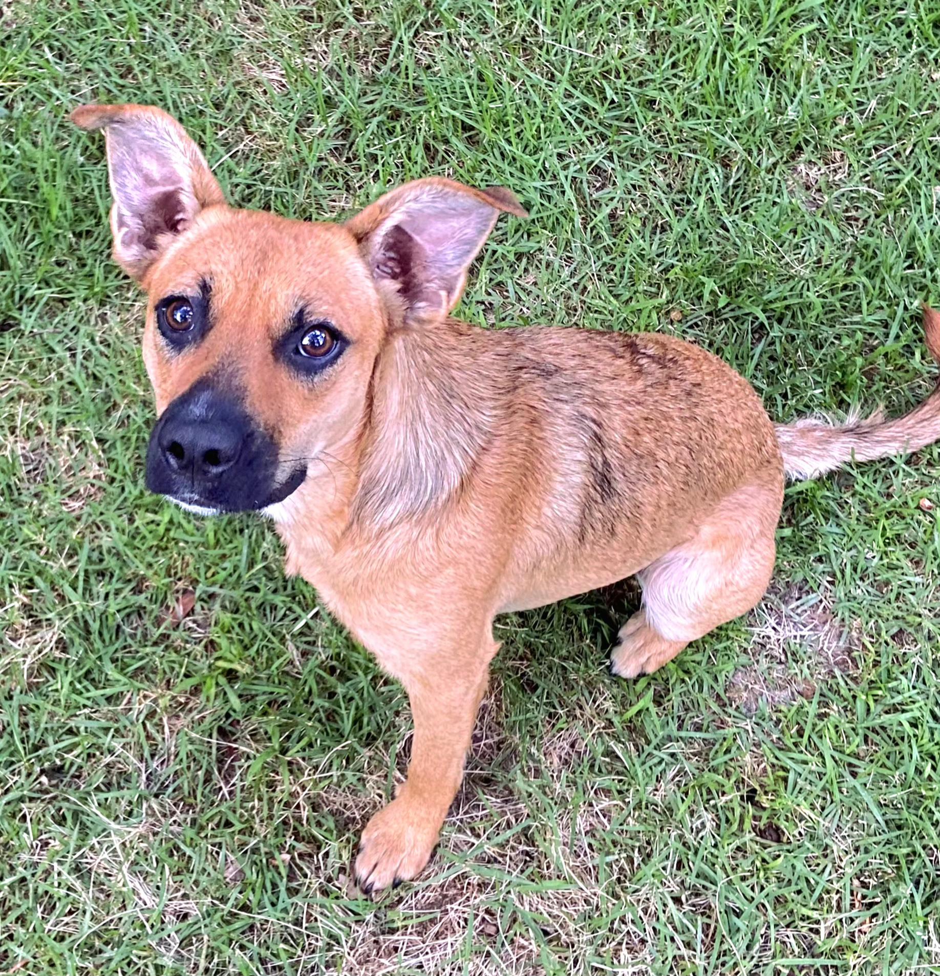 ELLIE, Adoptable, Young Female Cairn Terrier & Carolina Dog.