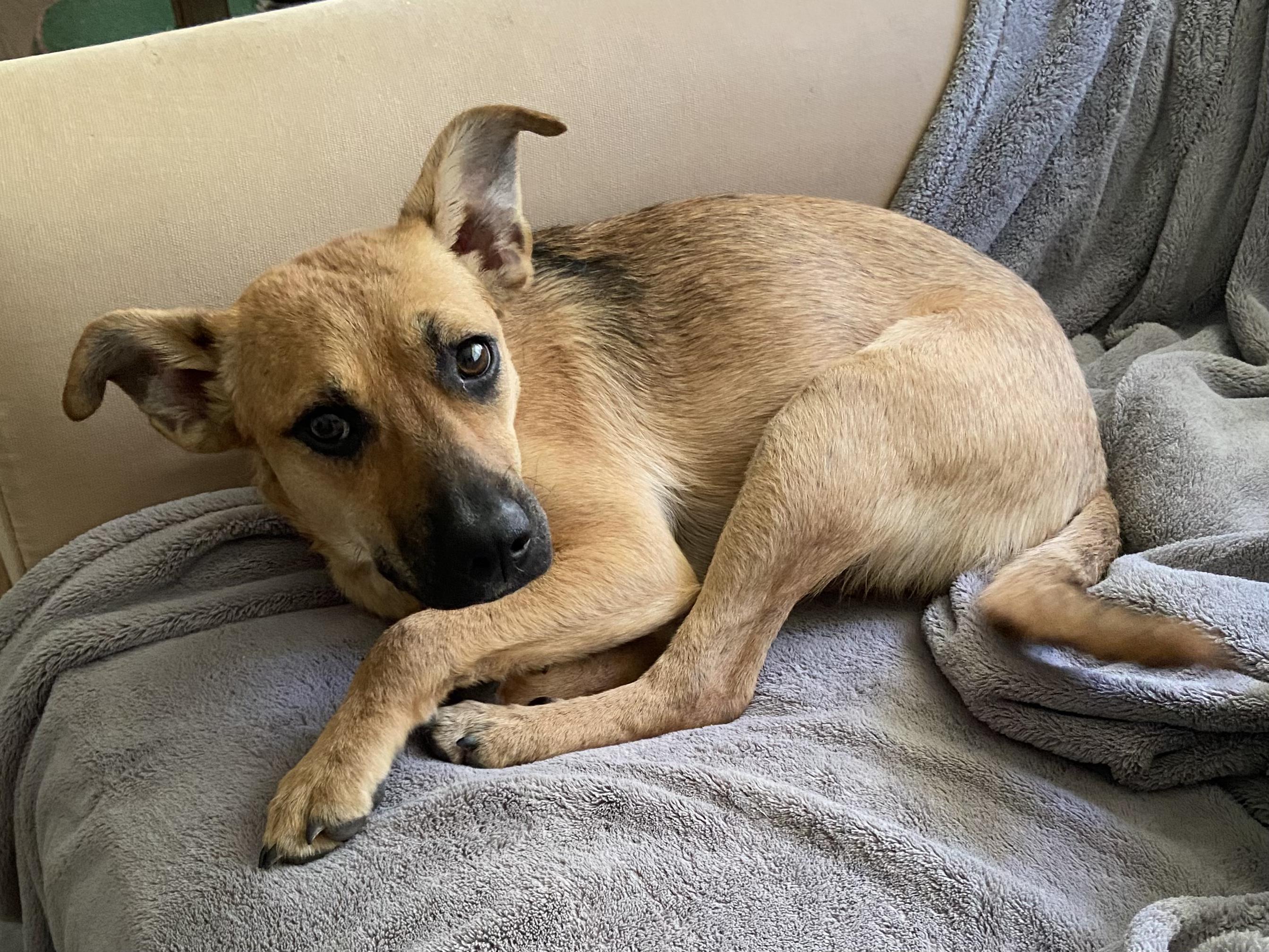 Enlarge ELLIE, a Adoptable mixed breed in Pelzer, SC image 3/3