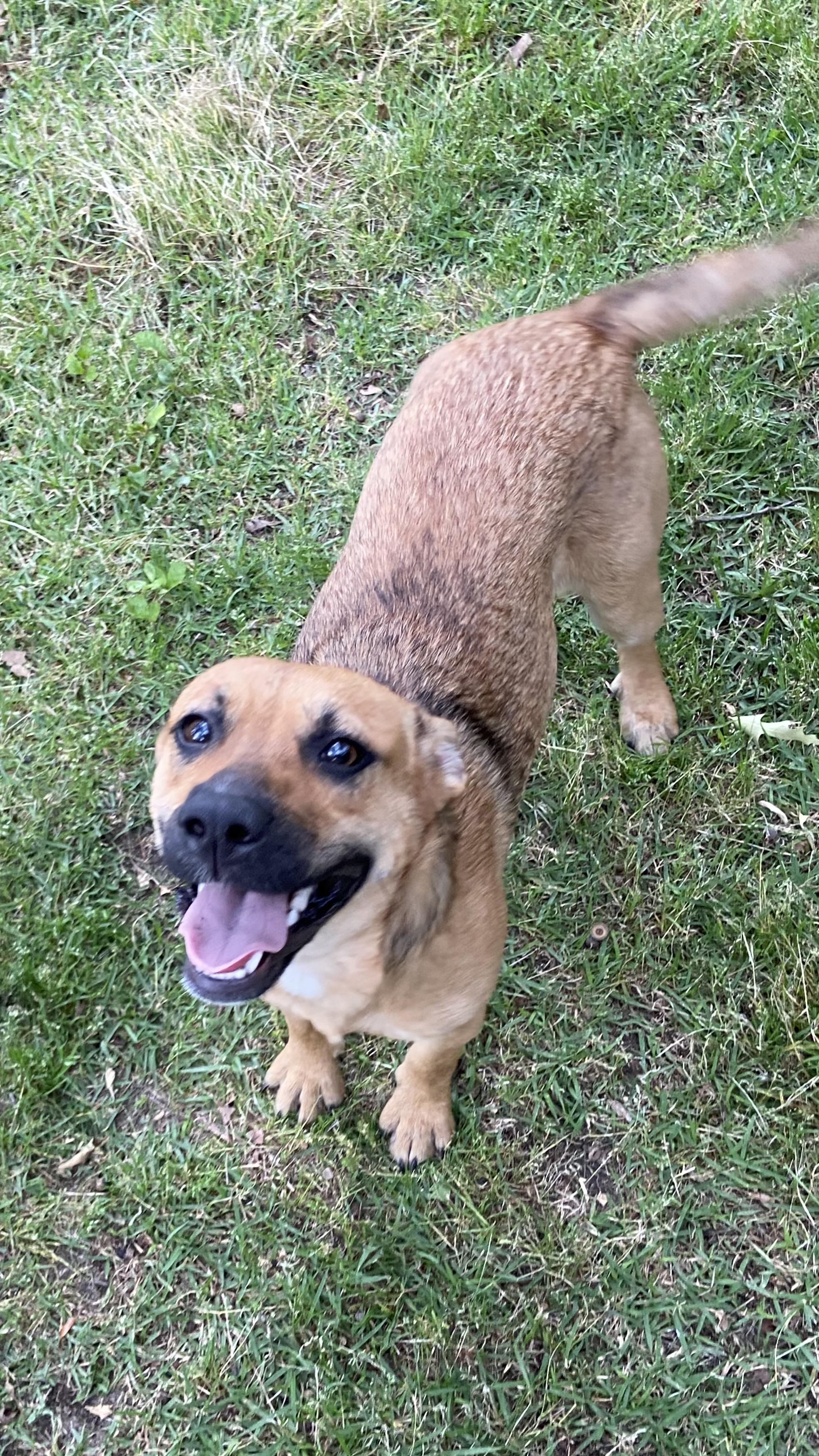 Enlarge ELLIE, a Adoptable mixed breed in Pelzer, SC image 2/3