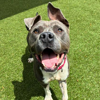 Enlarge Cam Newton, a Adoptable mixed breed in Gastonia, NC image 1/3