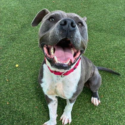 Enlarge Cam Newton, a Adoptable mixed breed in Gastonia, NC image 2/3