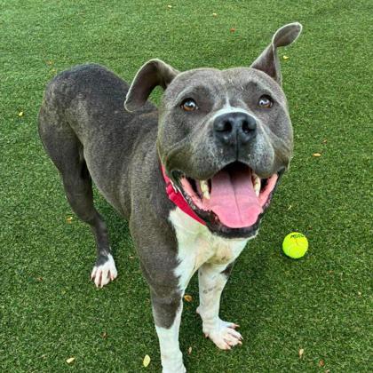 Enlarge Cam Newton, a Adoptable mixed breed in Gastonia, NC image 3/3