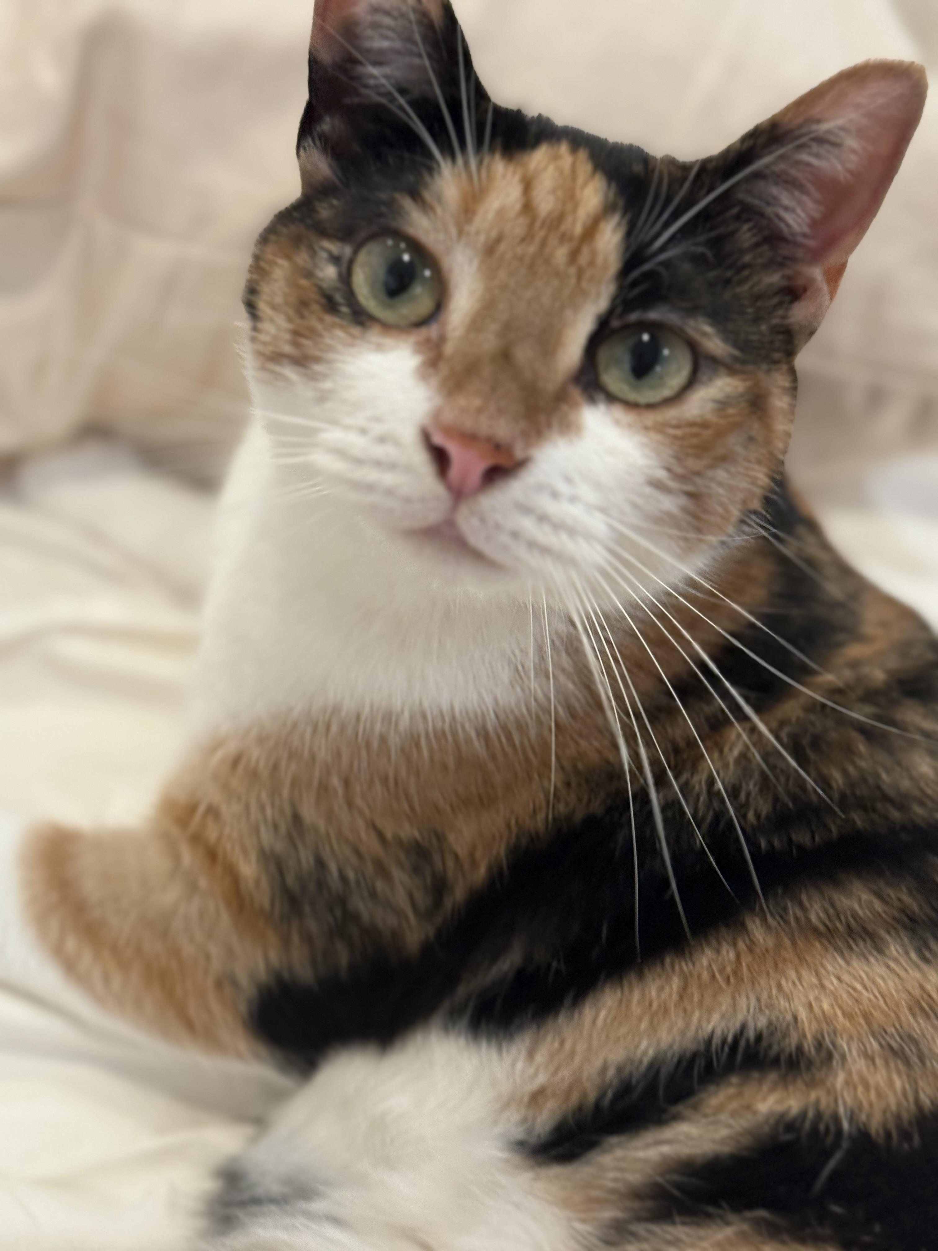 Cassie Calico Cat