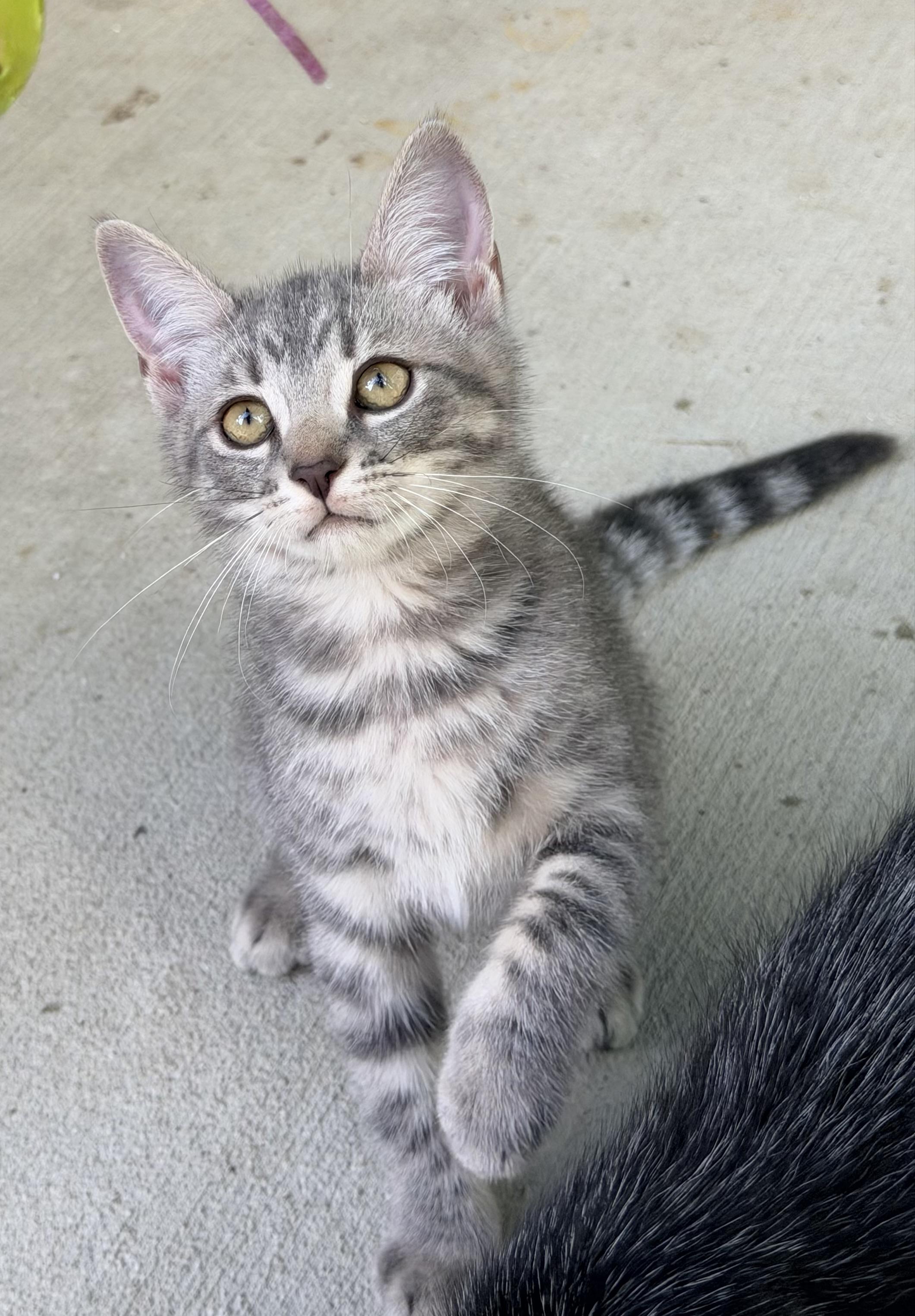 Enlarge Barbie, a ADOPTABLE mixed breed in Pittsburgh, PA image 2/6