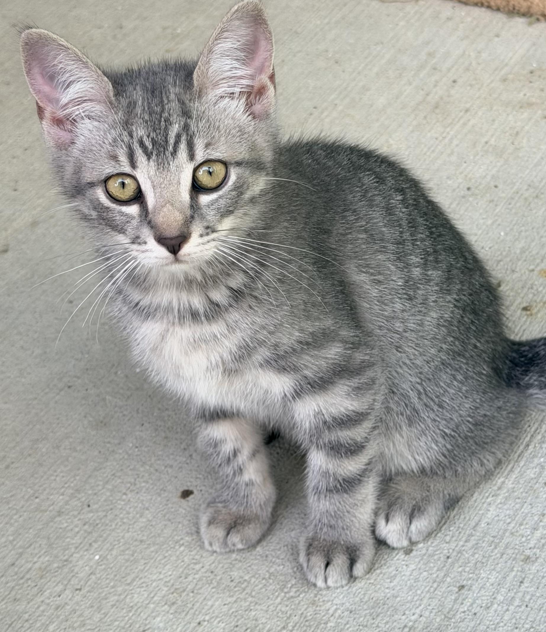 Enlarge Barbie, a ADOPTABLE mixed breed in Pittsburgh, PA image 3/6