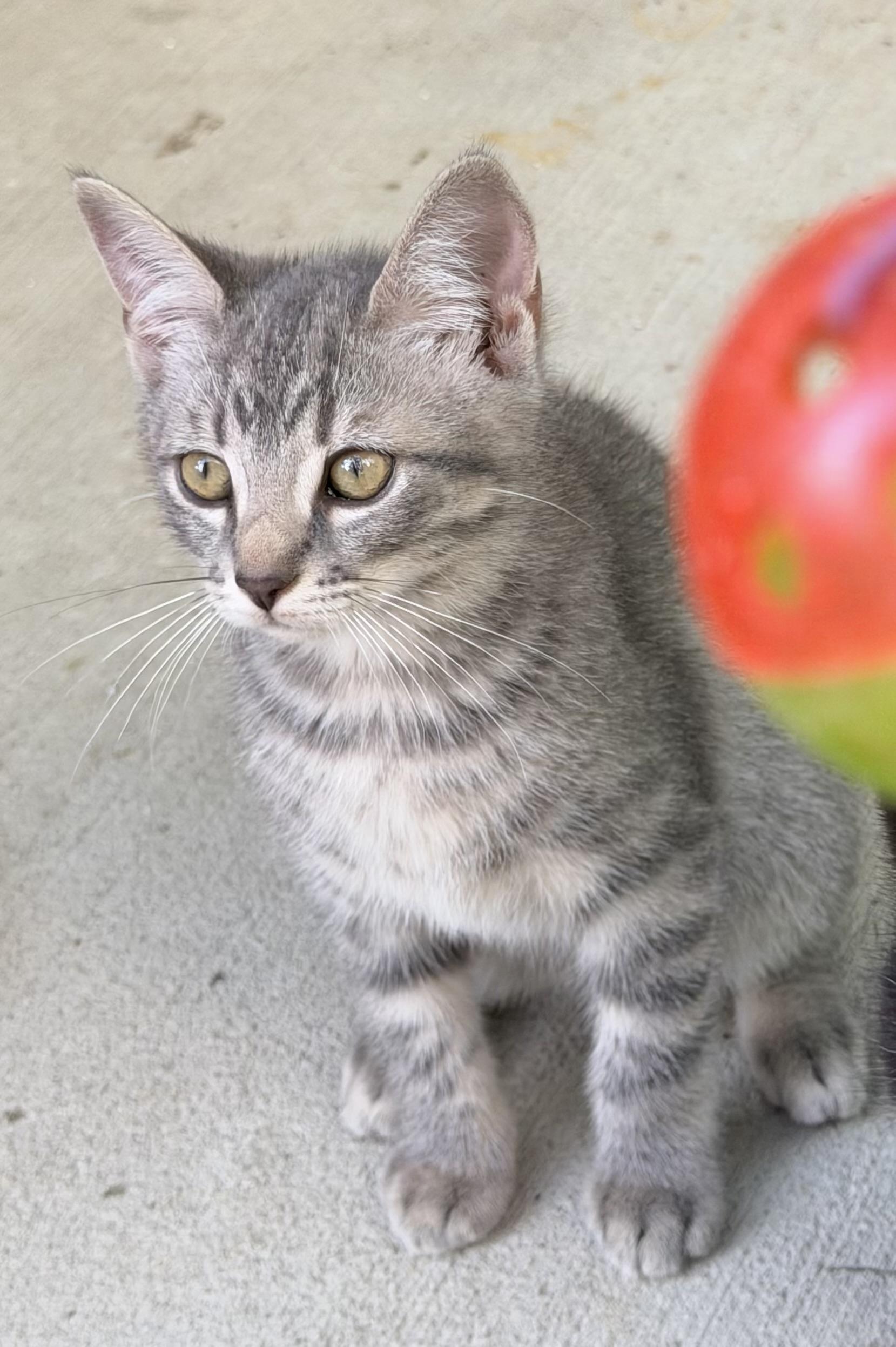 Enlarge Barbie, a ADOPTABLE mixed breed in Pittsburgh, PA image 4/6
