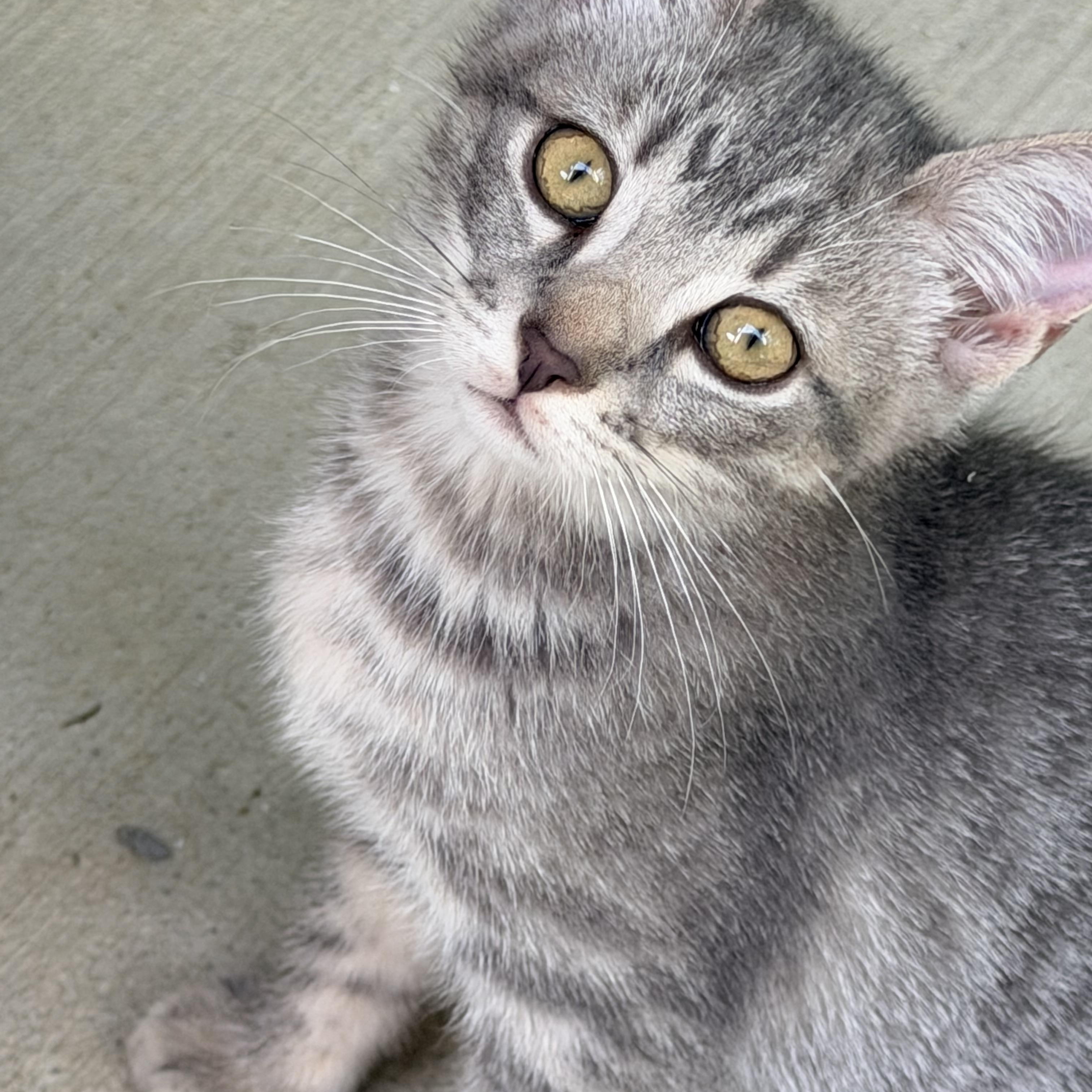 Barbie, ADOPTABLE, Kitten Female Tabby & Domestic Short Hair.