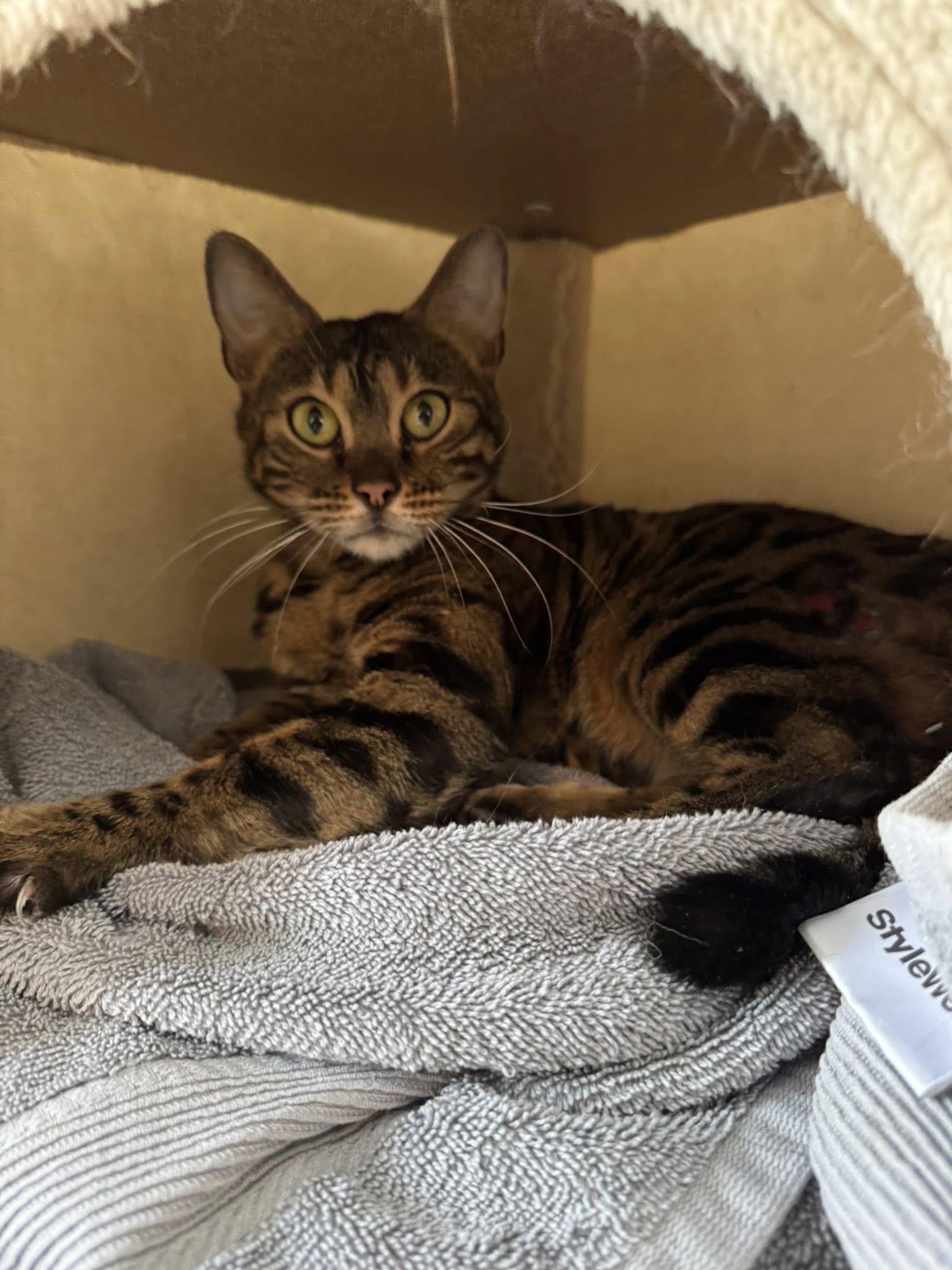 Raya, Adopted, Adult Female Bengal.