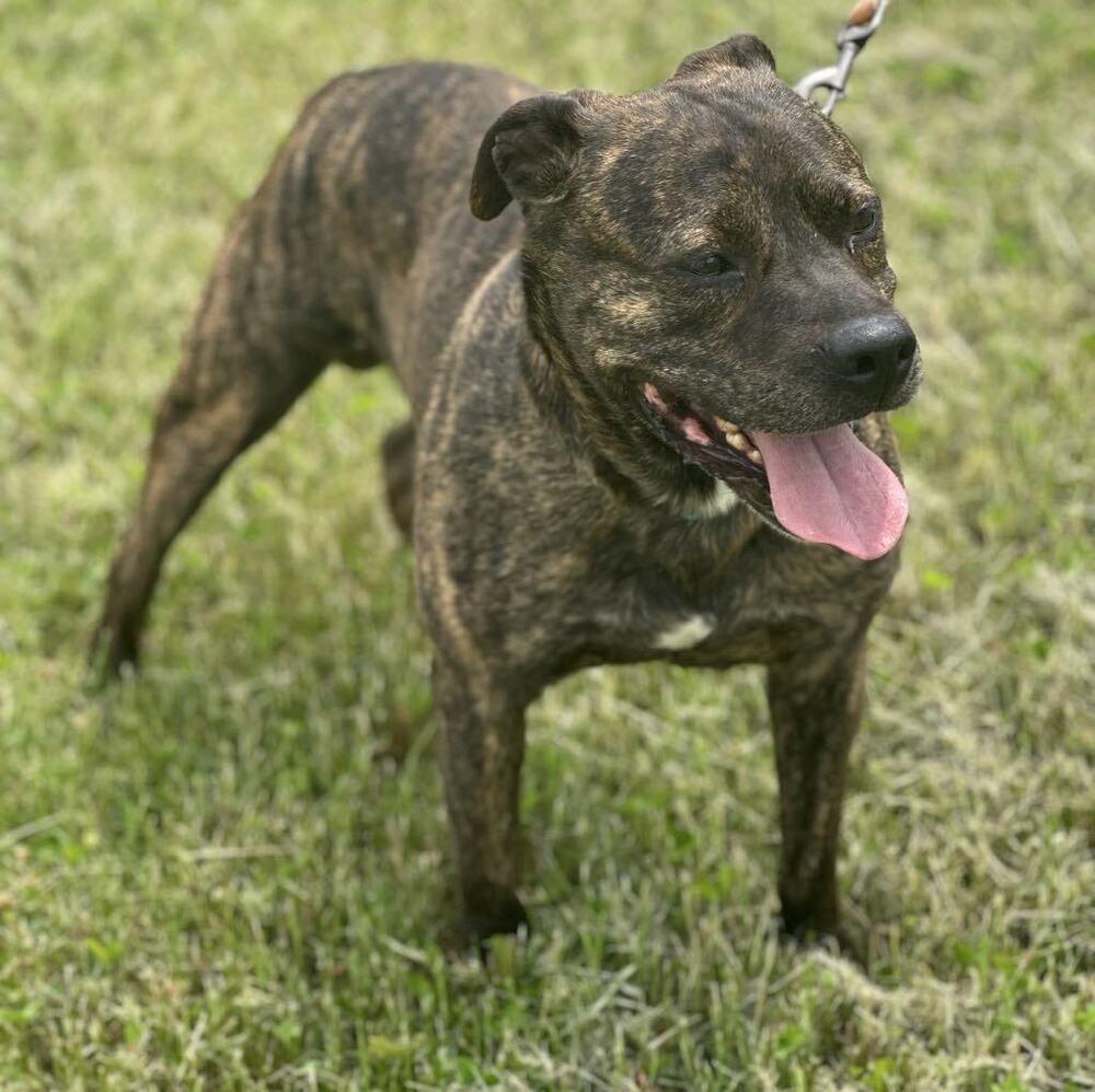 Lokie, Adoptable, Adult Male Pit Bull Terrier.