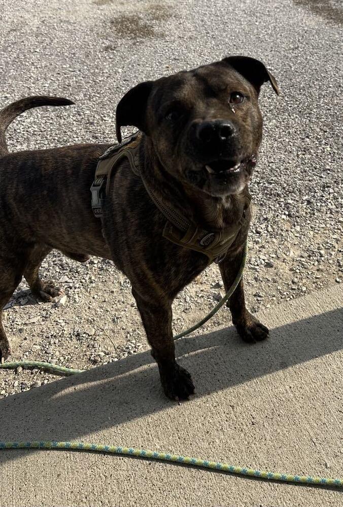 Enlarge Lokie, a Adoptable Pit Bull Terrier in Evansville, IN image 2/4