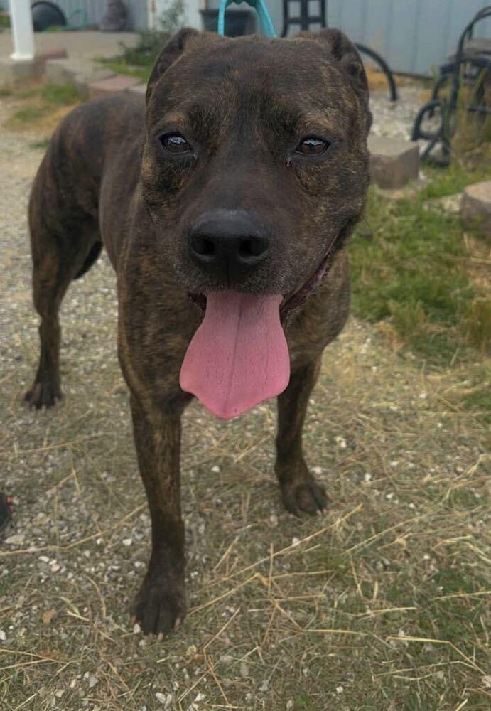 Enlarge Lokie, a Adoptable Pit Bull Terrier in Evansville, IN image 3/4