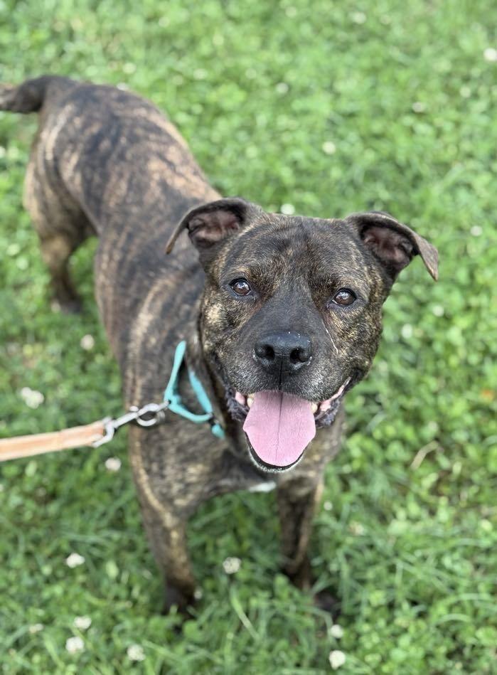 Enlarge Lokie, a Adoptable Pit Bull Terrier in Evansville, IN image 4/4
