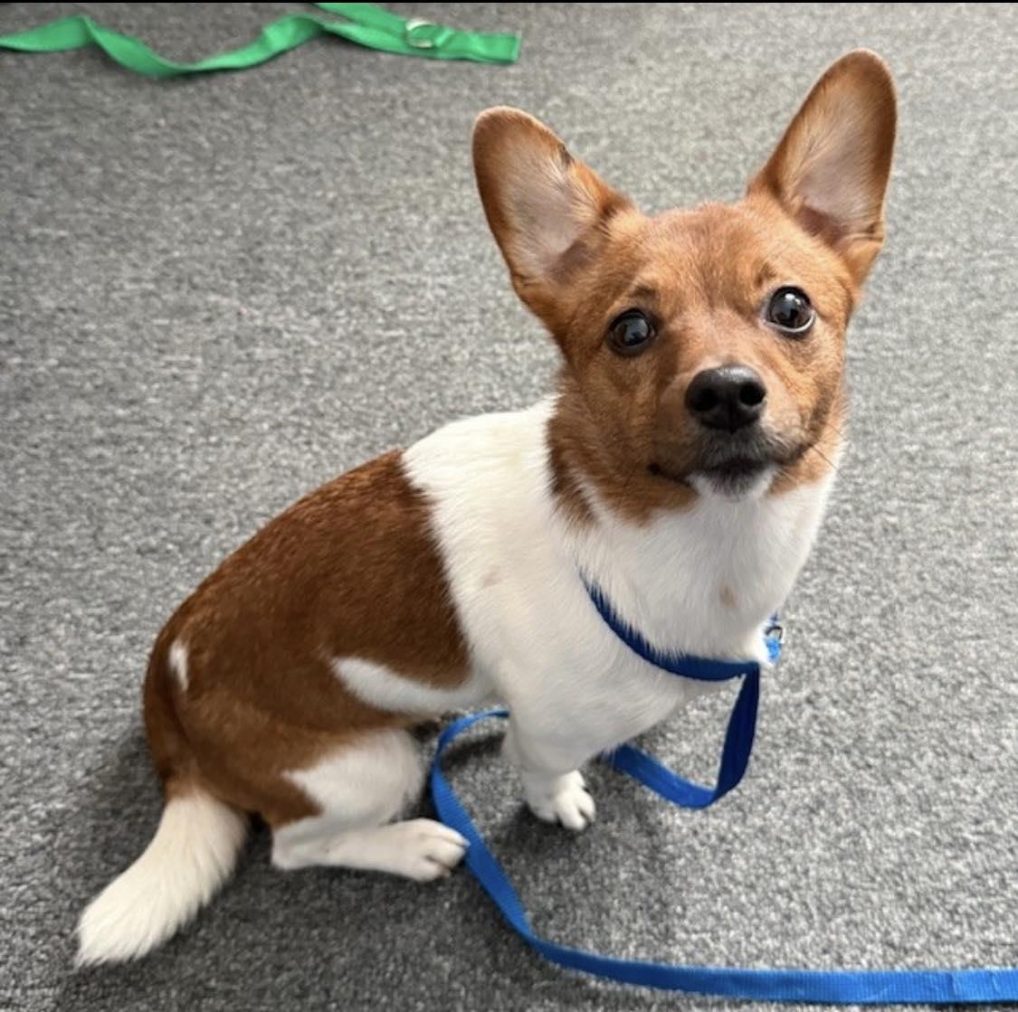 Peppa Tequila, ADOPTABLE, Puppy Female Chihuahua & Rat Terrier.