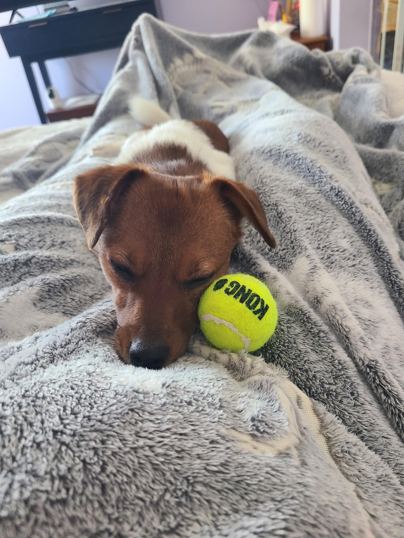 Peppa Tequila, a ADOPTABLE mixed breed in Essex, MD image 4/4