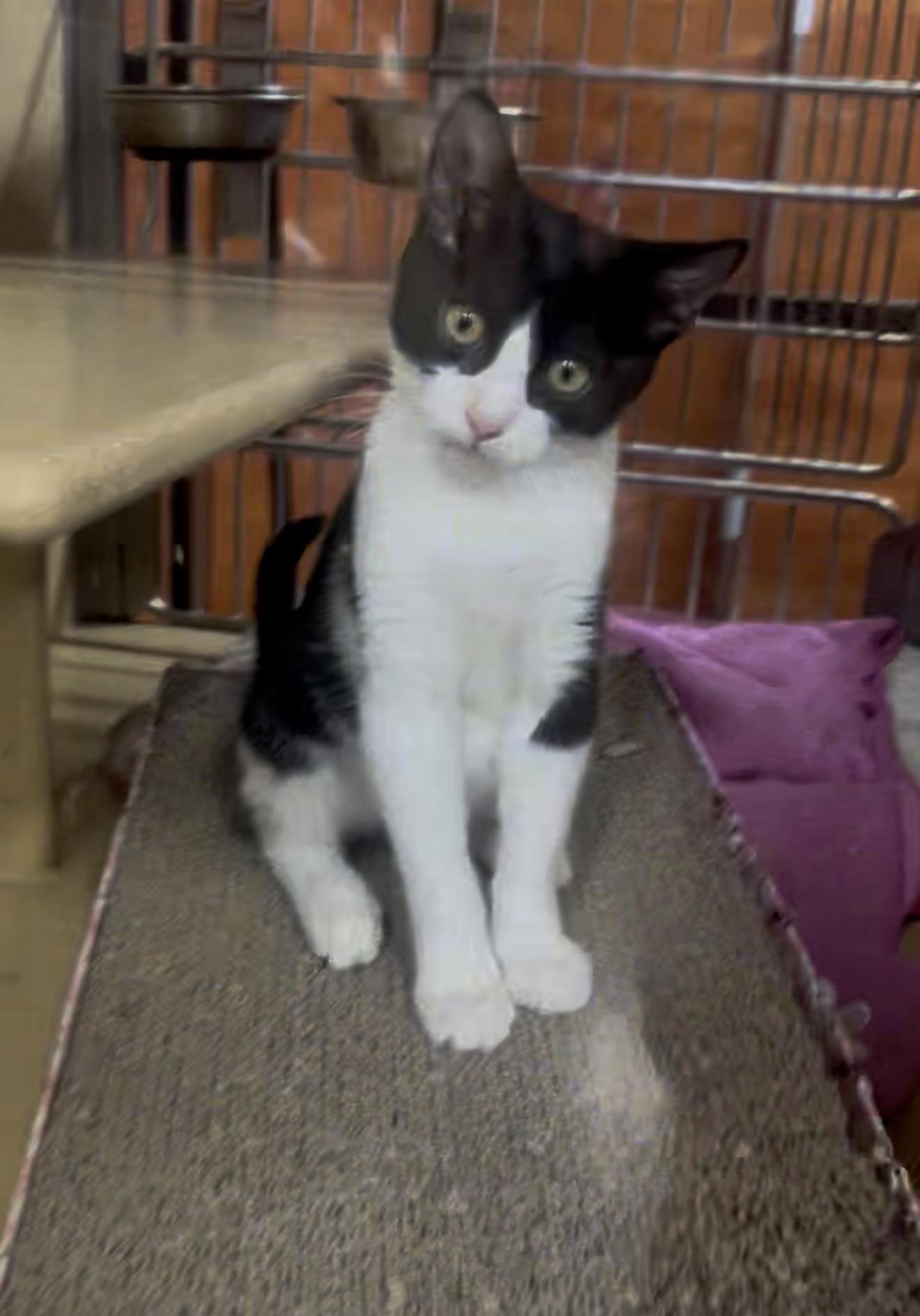 Michelin, Adopted, Young Male Tuxedo.