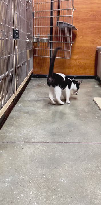 Enlarge Michelin, a Adopted Tuxedo in Bell Gardens, CA video 2/2