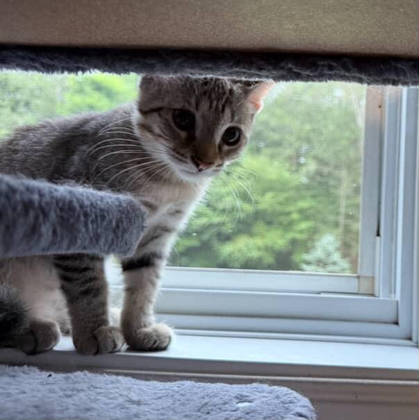 Enlarge Panini, a Adoptable Domestic Short Hair in Red Hook, NY image 3/4