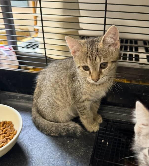 Enlarge Panini, a Adoptable Domestic Short Hair in Red Hook, NY image 2/4