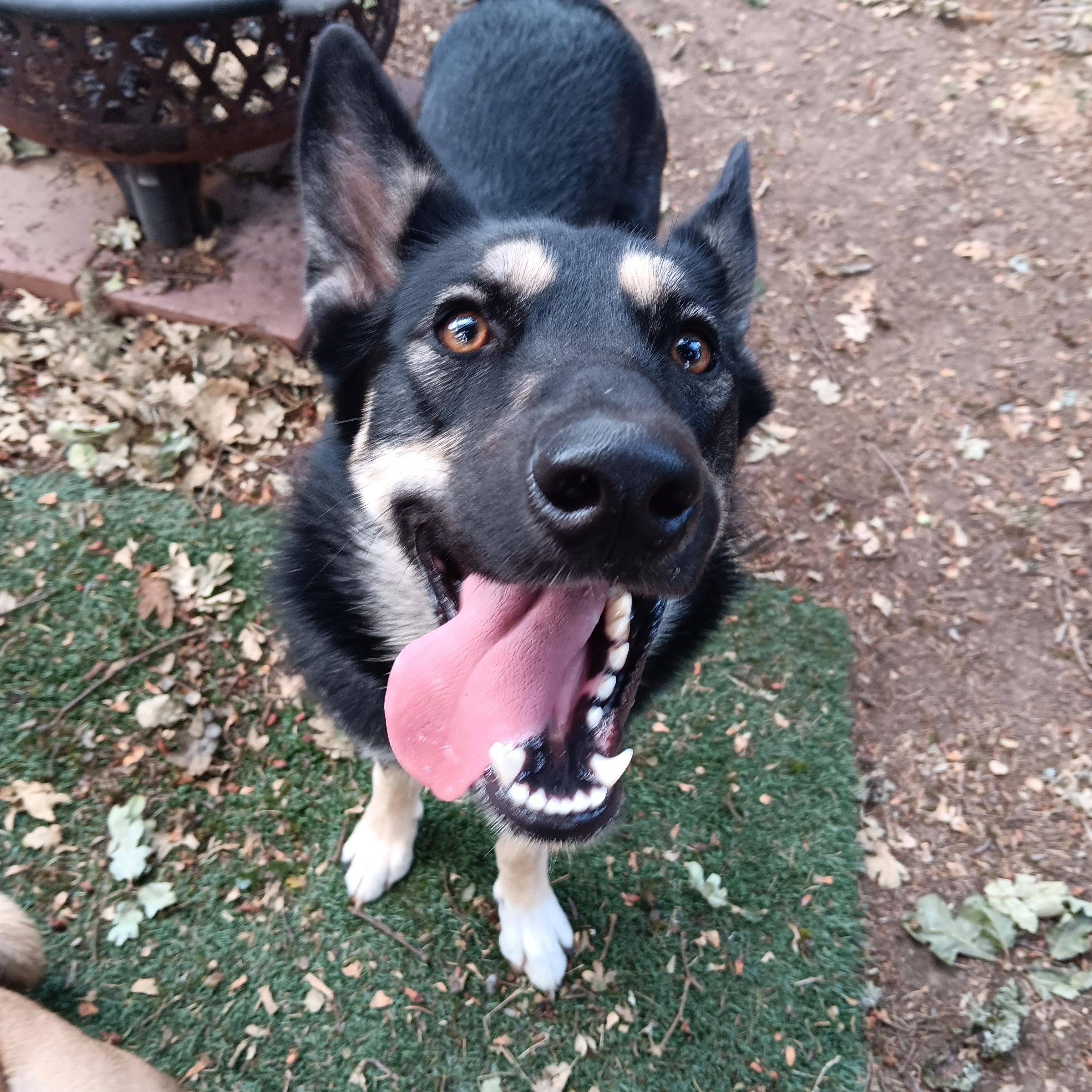Enlarge Gnocchi, a Adoptable mixed breed in Salem, OR image 5/6