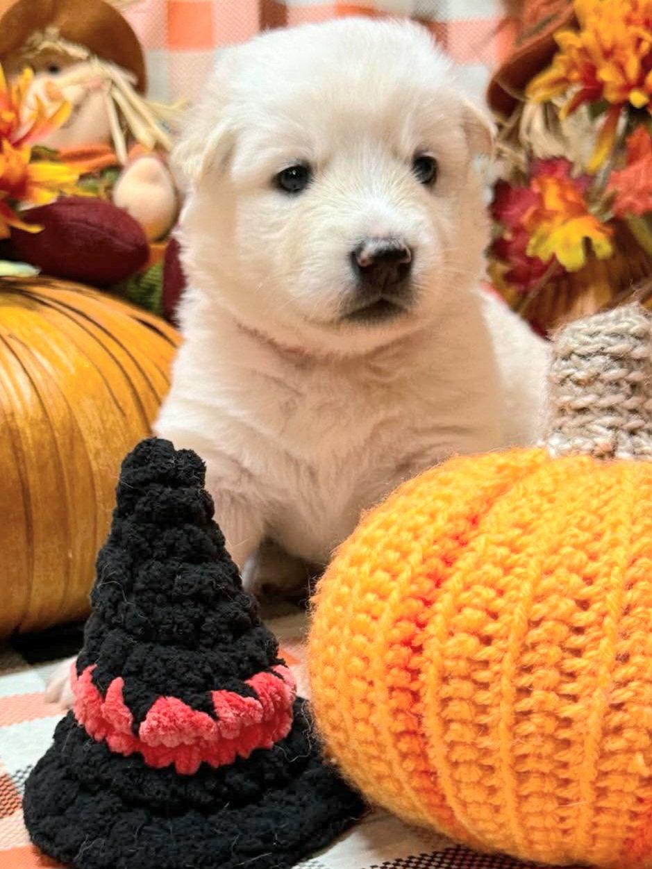Kala - On Hold, Adoptable, Puppy Female Siberian Husky & German Shepherd Dog.