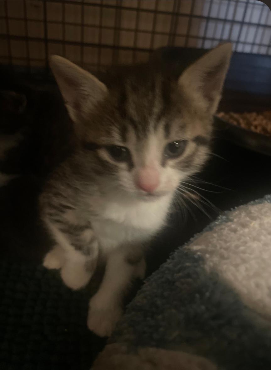 K-7 Lady Bug, adopted, Kitten Female Tabby.